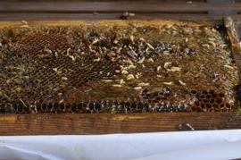  Small hive beetle larvae and slime on brood frame; photo courtesy of University of Florida collection
