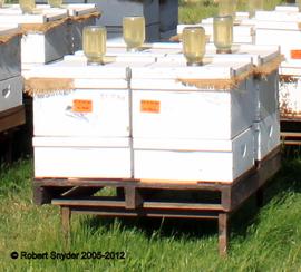  Syrup feeders on top of commercial beekeeper hives; photo by Robert Snyder
