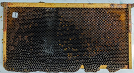  Aging, darkening of brood comb; photo by Dewey M. Caron
