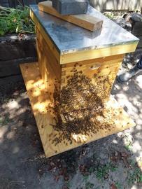  Bees bearding, a sign that they are trying to cool the hive on a warm evening; photo by Dewey M. Caron
