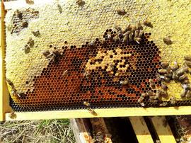  Bee brood expansion restricted by cells filled with bee bread and honey; photo by Dewey M. Caron
