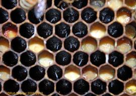  Multiple eggs in worker cells; note the numerous cells containing bee bread; photo by Robert Snyder
