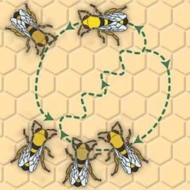  Bee waggle dance; illustration by Jon Zawislak
