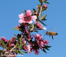  Bee forager on Tea tree; photo by Kathy Keatley Garvey
