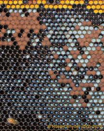  Cells of bee bread at top of frame among mixed open and capped brood; photo by Robert Snyder
