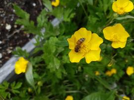  Bee foraging buttercup; photo by Phillip Cairns, Mudsongs.org
