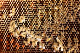  Deadout: dead bees with their heads in cells (most bees in outer cluster were removed); photo by The BeeMD photo collection
