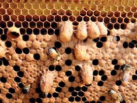  Emergency queen cells; photo by Penn State University
