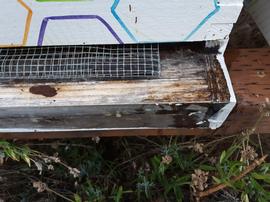  Excess hive moisture on bottom board; photo by Dewey M. Caron
