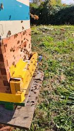  Foraging behavior at hive entrance; photo by Elaine Timm
