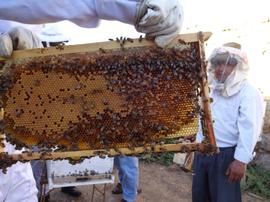  Examining frame of Africanized bees - adult bees abandon frames; photo by Dewey M. Caron
