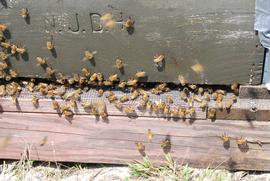  Bees at entrance cooling hive interior; photo by The BeeMD photo collection
