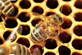  Two Varroa mites on worker abdomen; photo by AbsoluteFolly, Flickr, CC BY-NC-ND 2.0 https://creativecommons.org/licenses/by-nc-nd/2.0
