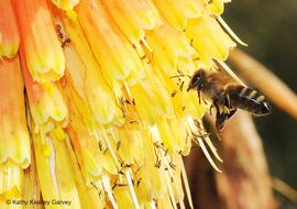  Foraging bee; photo by Kathy Keatley Garvey
