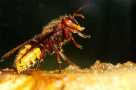  Hornet  Vespa crabro , an occasional honey bee pest; photo by University of Delaware
