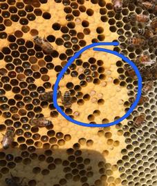  Spotty pattern. Bees opening pupal cells where mites occur to halt mite reproduction; photo by Meghan Milbrath
