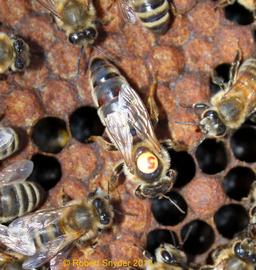  Marked and clipped (right forewing) queen; photo by The BeeMD photo collection
