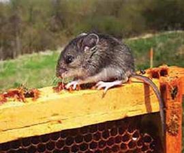  Mouse in hive: photo by Cathy King
