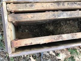  Mouse at left with nest in hive; photo by Robyn Underwood
