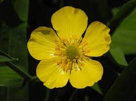  Swamp buttercup; photo by The BeeMD photo collection
