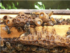  Open queen cells containing larvae and royal jelly; photo by Charles Vanden Heuvel
