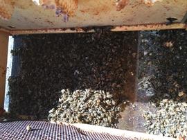  Heavy sudden death through pesticide kill; dead bees on screen bottom board; photo by Dewey M. Caron
