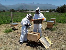  Using smoker for colony inspection; photo by Dewey M. Caron
