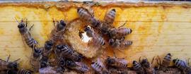  Bees reducing size of entry/exit opening with propolis; photo by Dan Wyns
