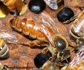  Unmarked queen; photo by Robert Snyder
