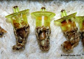  Plastic cups for rearing queen cells chewed on side to halt further development; note developing pupae nearly ready to emerge inside left and center cells; photo by Robert Snyder
