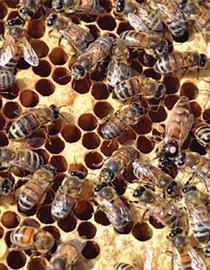  Queen on spotty brood; photo by Lawrence Connor
