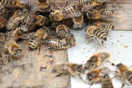  Undertaker bees removing a dead bee body: photo by The BeeMD photo collection
