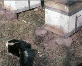  Skunk visiting colony at night; note digging evidence and scratch marks on colony; photo by University of Delaware
