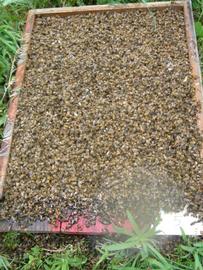  Dead bees on bottom board; photo by Randy Oliver
