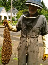  Swarm capture by beekeeper; photo by Dewey M. Caron
