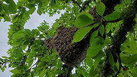  Swarm bivouac cluster; photo by Elaine Timm
