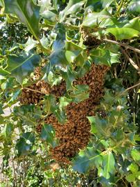  Swarm clustered in holly tree; photo by Elaine Timm
