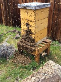  Bees swarming; leaving their hive; photo by Dewey M. Caron
