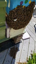  Absconding bees attempting to enter another colony; usurpation; photo bynbsp;Elaine Timm
