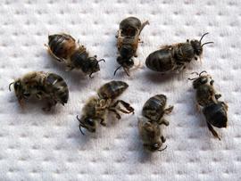  Bees with a virus infection; photo by Penn State University
