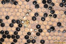  Bald brood: wax moth caterpillar burrowing beneath worker cell cappings; photo by The BeeMD photo collection
