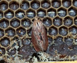  Moth in hive (probably wax moth); photo by Robert Snyder
