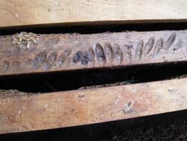  Boat-shaped indentations in top bar from presence of wax moth pupae; photo by The BeeMD photo collection
