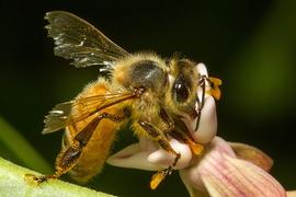  Aged worker forager with tattered wings; photo by The BeeMD photo collection
