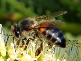  Worker forager; photo by The BeeMD photo collection
