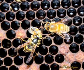  Yellowjacket feeding on a dead worker; photo by Robert Snyder
