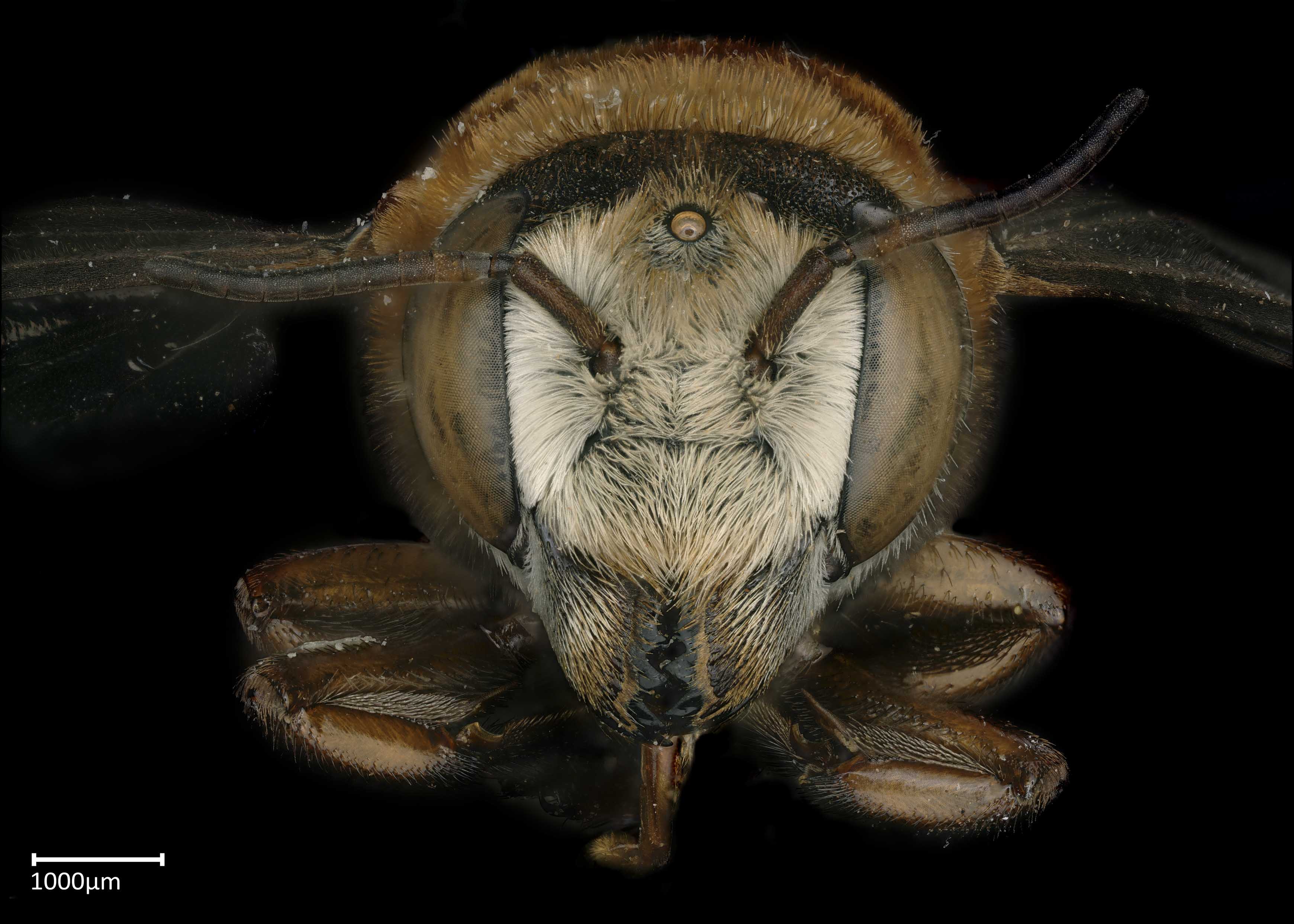   Megachile discolor  female face, photo: Brooke Bagot 
