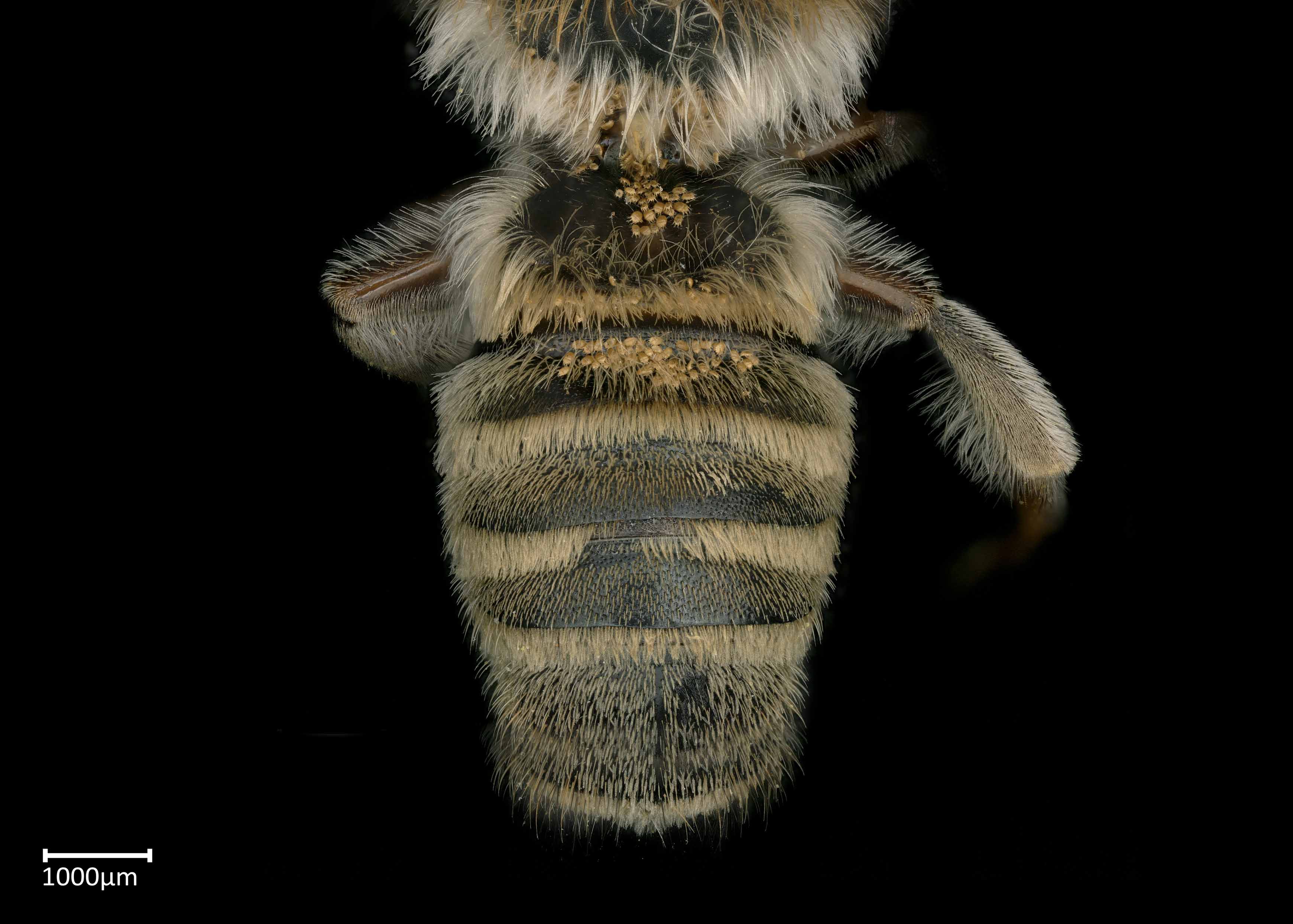   Megachile discolor  male abdomen, photo: Brooke Bagot 
