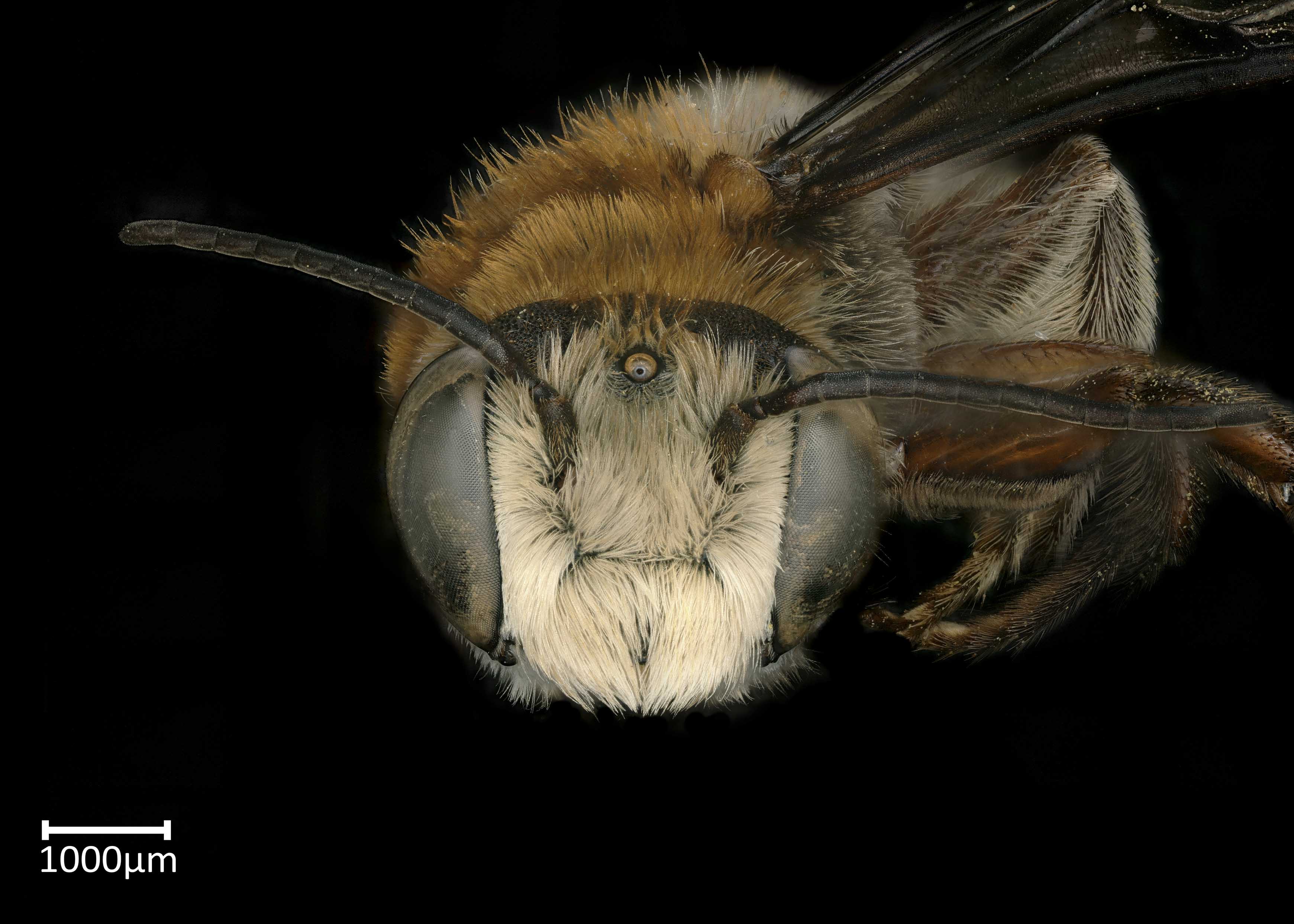   Megachile discolor  male face, photo: Brooke Bagot 
