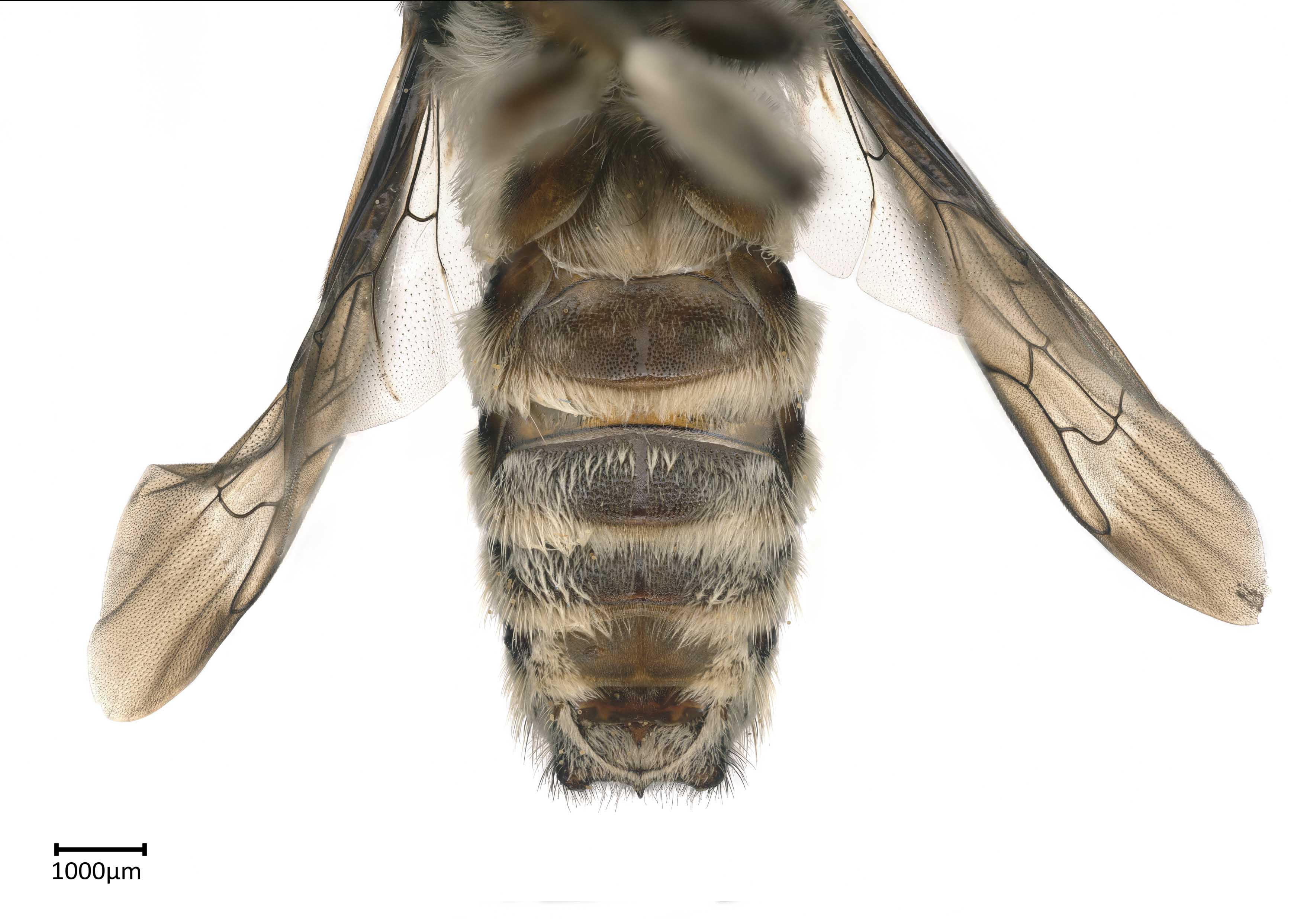   Megachilenbsp;discolor nbsp;male sterna, photo: Colleen Meidt 
